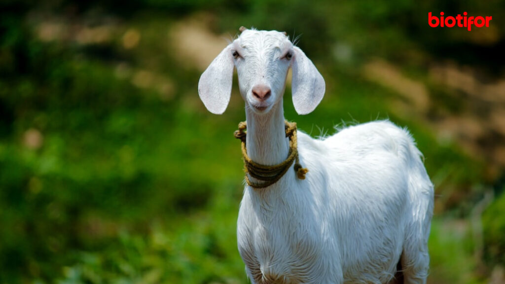 Manfaat Empedu Kambing Bagi Kesehatan dan Efek Sampingnya Biotifor