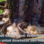 Manfaat Getah Pinus Keajaiban dari Hutan untuk Kesehatan dan Industri