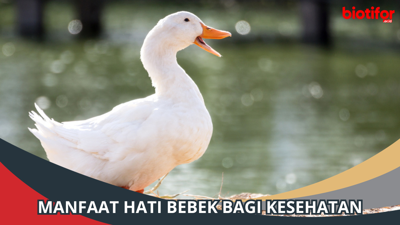 10 Manfaat Hati Bebek Bagi Kesehatan, Simak!