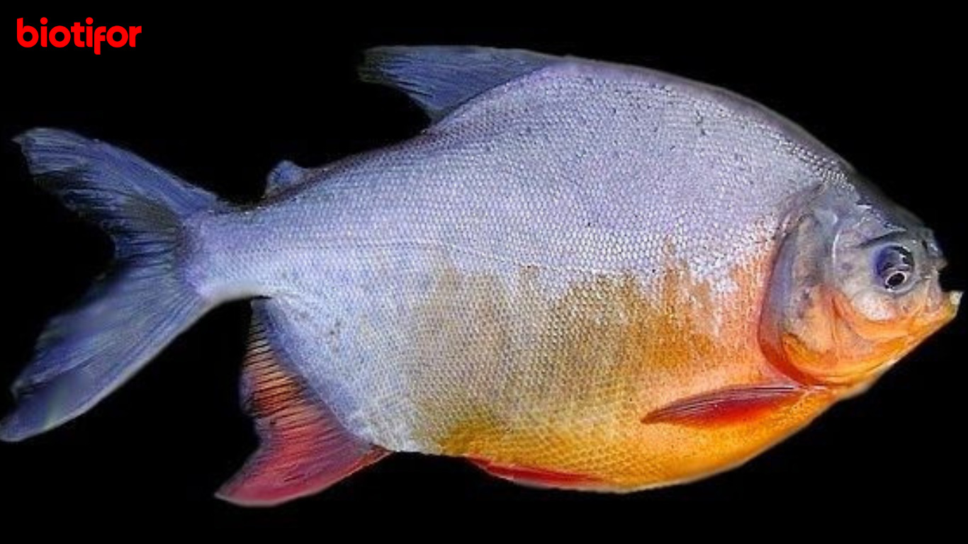 8 Manfaat Ikan Bawal Bagi Kesehatan, Simak Penjelasannya - Biotifor