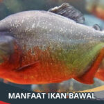 Manfaat Ikan Bawal