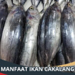 Manfaat Ikan Cakalang