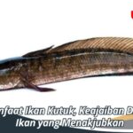 Manfaat Ikan Kutuk, Keajaiban Dibalik Ikan Kecil yang Menakjubkan