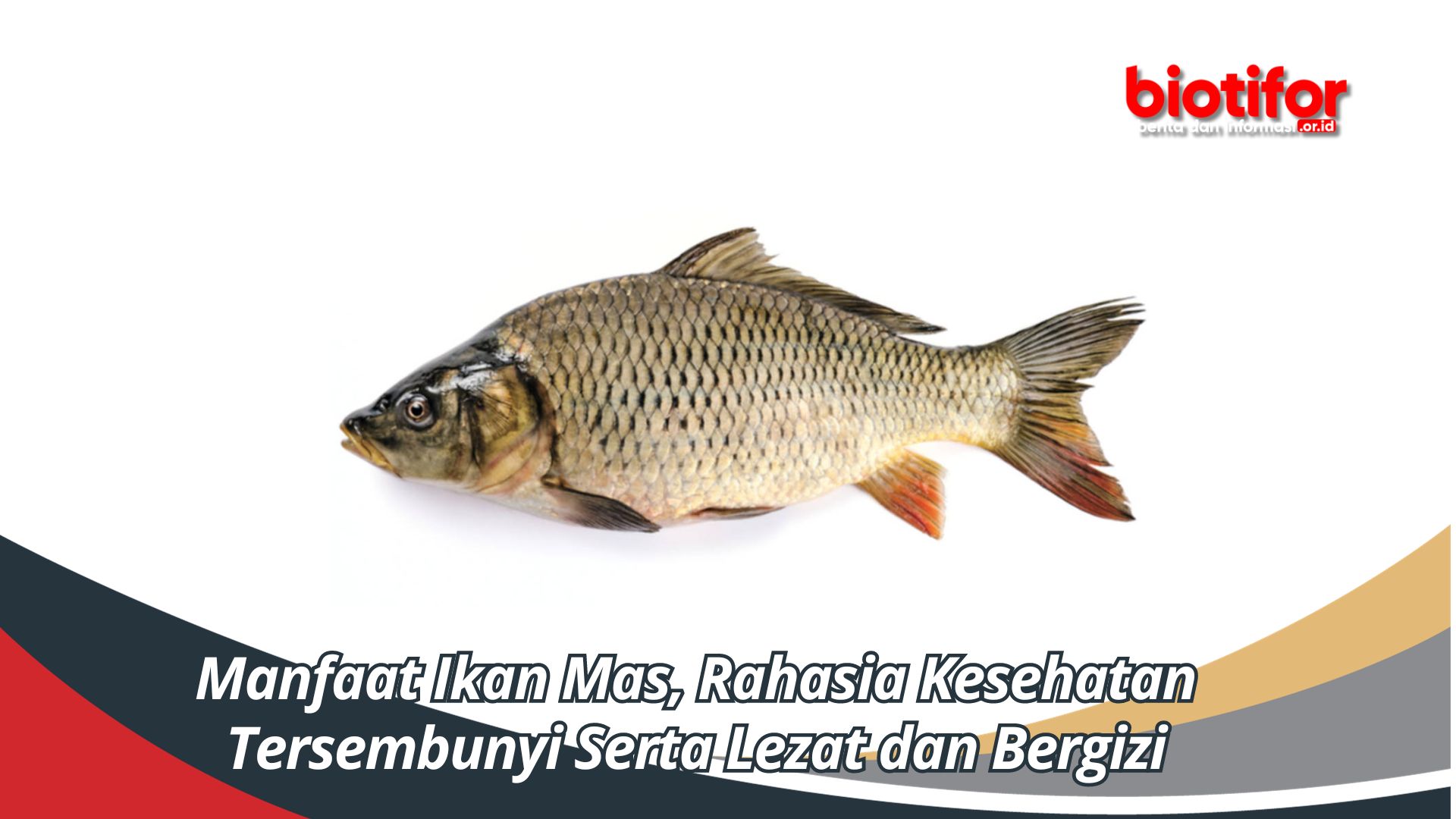 Manfaat Ikan Mas, Rahasia Kesehatan Tersembunyi Serta Lezat dan Bergizi