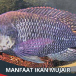 Manfaat Ikan Mujair