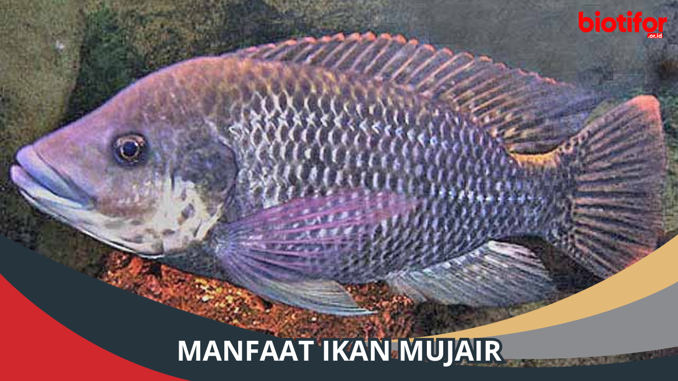 Manfaat Ikan Mujair: Kaya Gizi dan Sehat untuk Tubuh