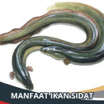 Manfaat Ikan Sidat