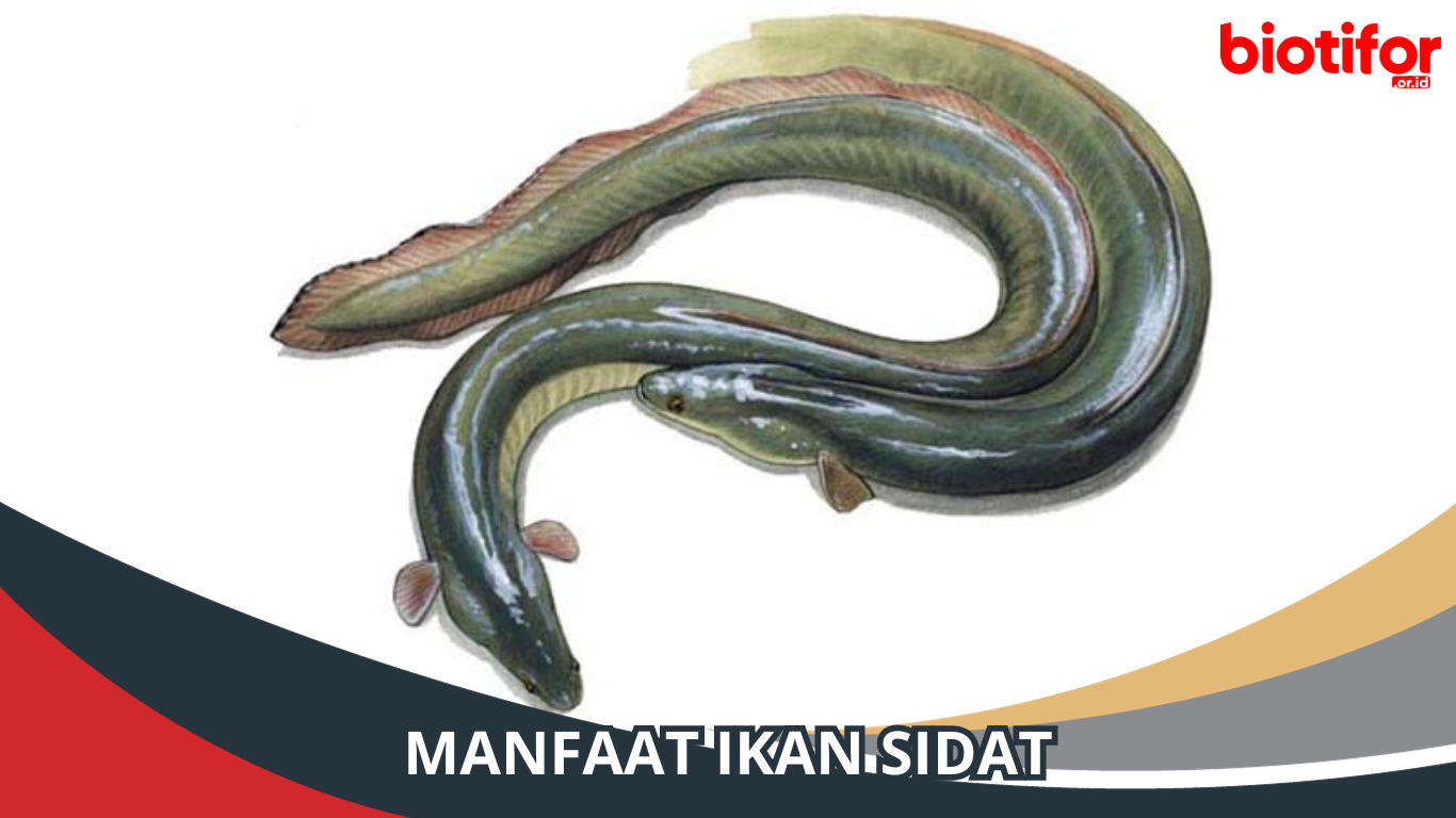 8 Manfaat Ikan Sidat untuk Kesehatan Tubuh