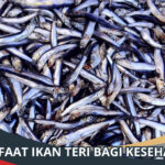 Manfaat Ikan Teri
