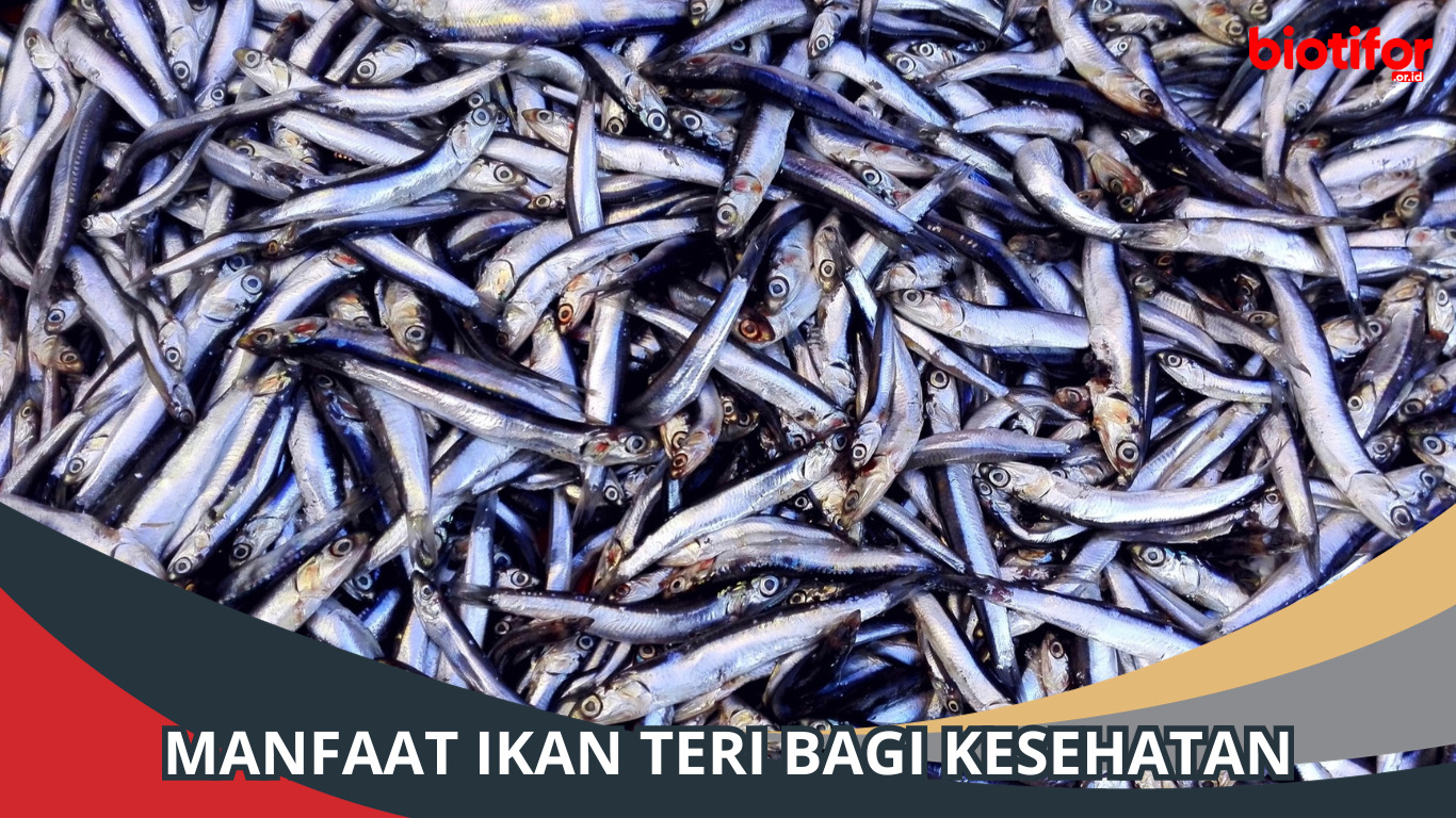 7 Manfaat Ikan Teri Bagi Kesehatan Tubuh Kita, Simak!