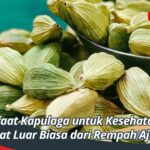 Manfaat Kapulaga untuk Kesehatan Khasiat Luar Biasa dari Rempah Ajaib