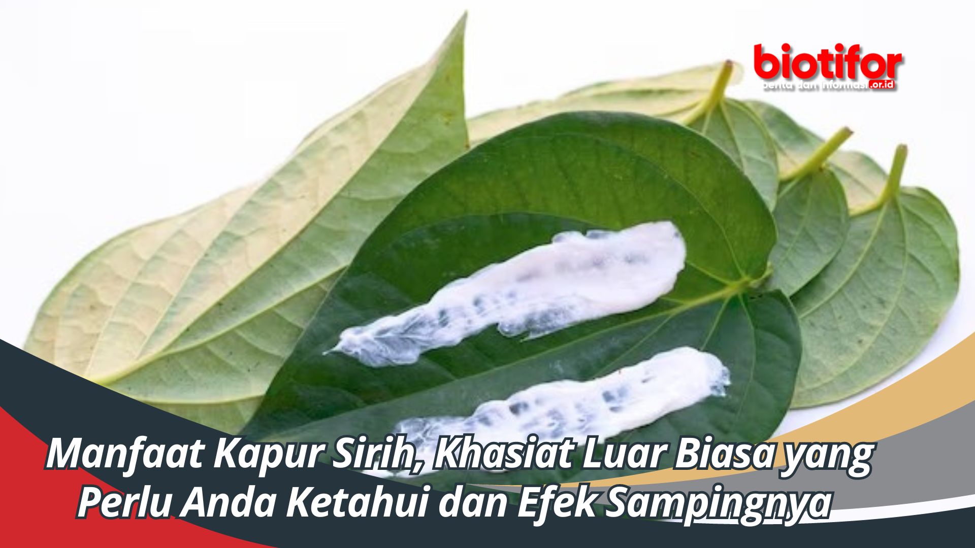 Manfaat Kapur Sirih, Khasiat Luar Biasa yang Perlu Anda Ketahui dan Efek Sampingnya