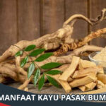 Manfaat Kayu Pasak Bumi