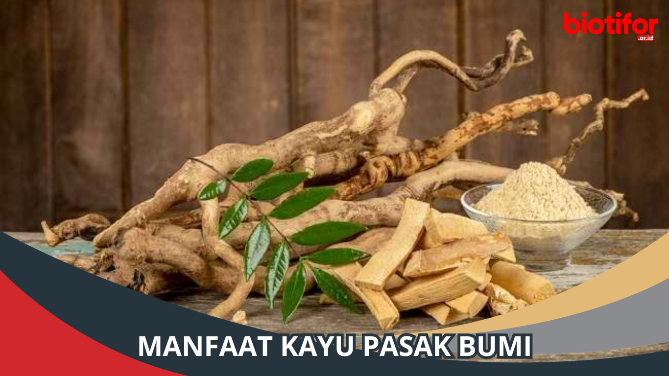 Manfaat Kayu Pasak Bumi untuk Kesehatan, Keajaiban Hutan Tropis