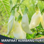 Manfaat Kembang Turi