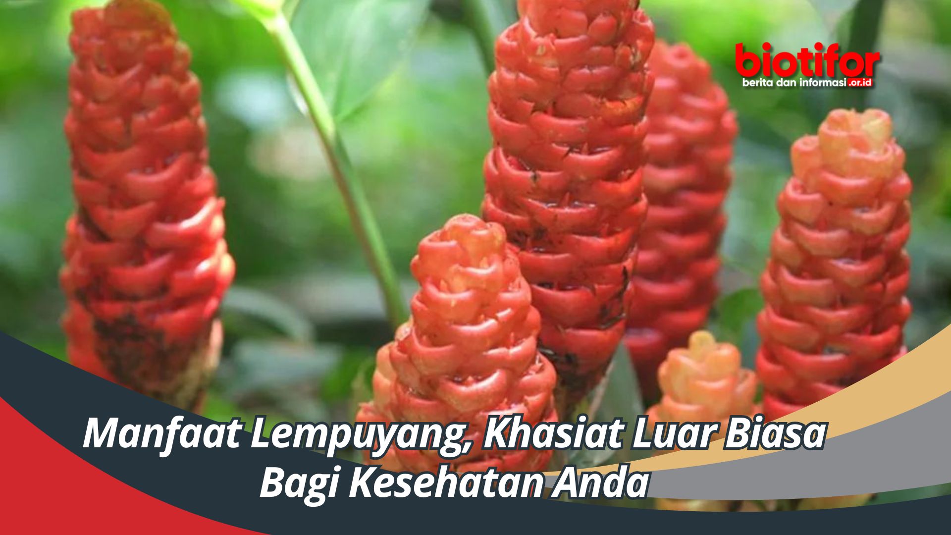 Manfaat Lempuyang, Khasiat Luar Biasa Bagi Kesehatan Anda
