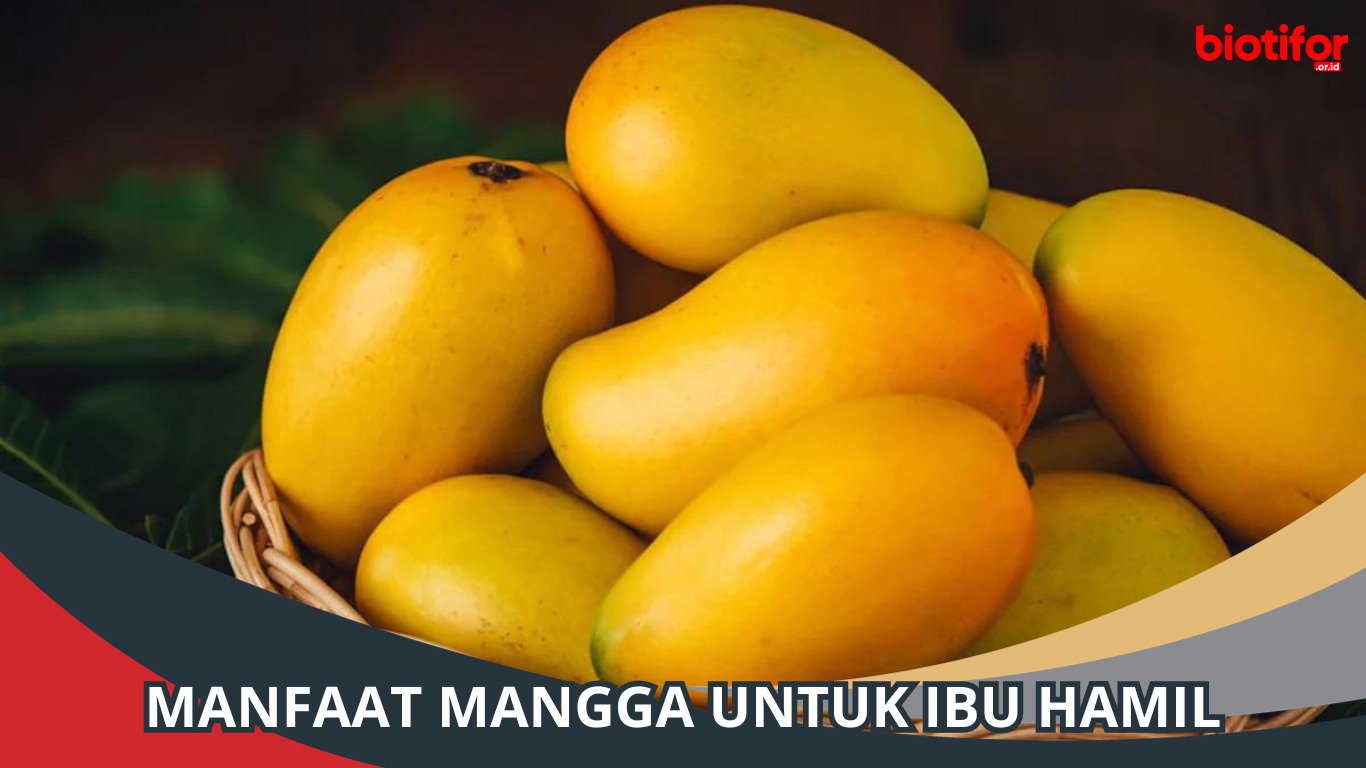 Manfaat Mangga untuk Ibu Hamil, Penting Untuk Disimak!