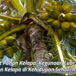 Manfaat Pohon Kelapa, Kegunaan Luar Biasa Pohon Kelapa di Kehidupan Sehari-hari