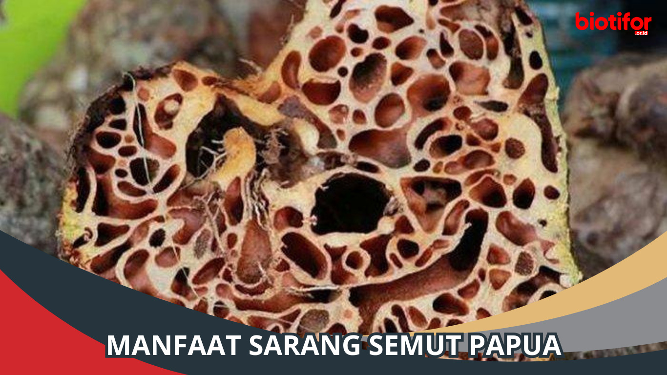 Manfaat Sarang Semut Papua