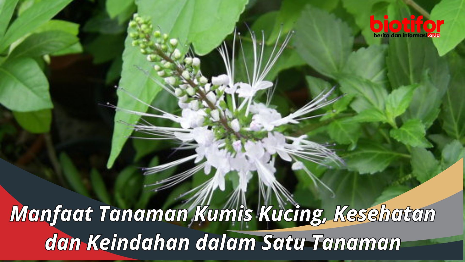 Manfaat Tanaman Kumis Kucing, Kesehatan dan Keindahan dalam Satu Tanaman
