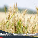 Manfaat Tanaman Serealia