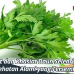 Manfaat dan Khasiat Daun Seledri, Rahasia Kesehatan Alami yang Tersembunyi