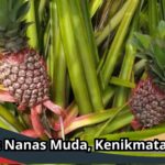 manfaat nanas muda