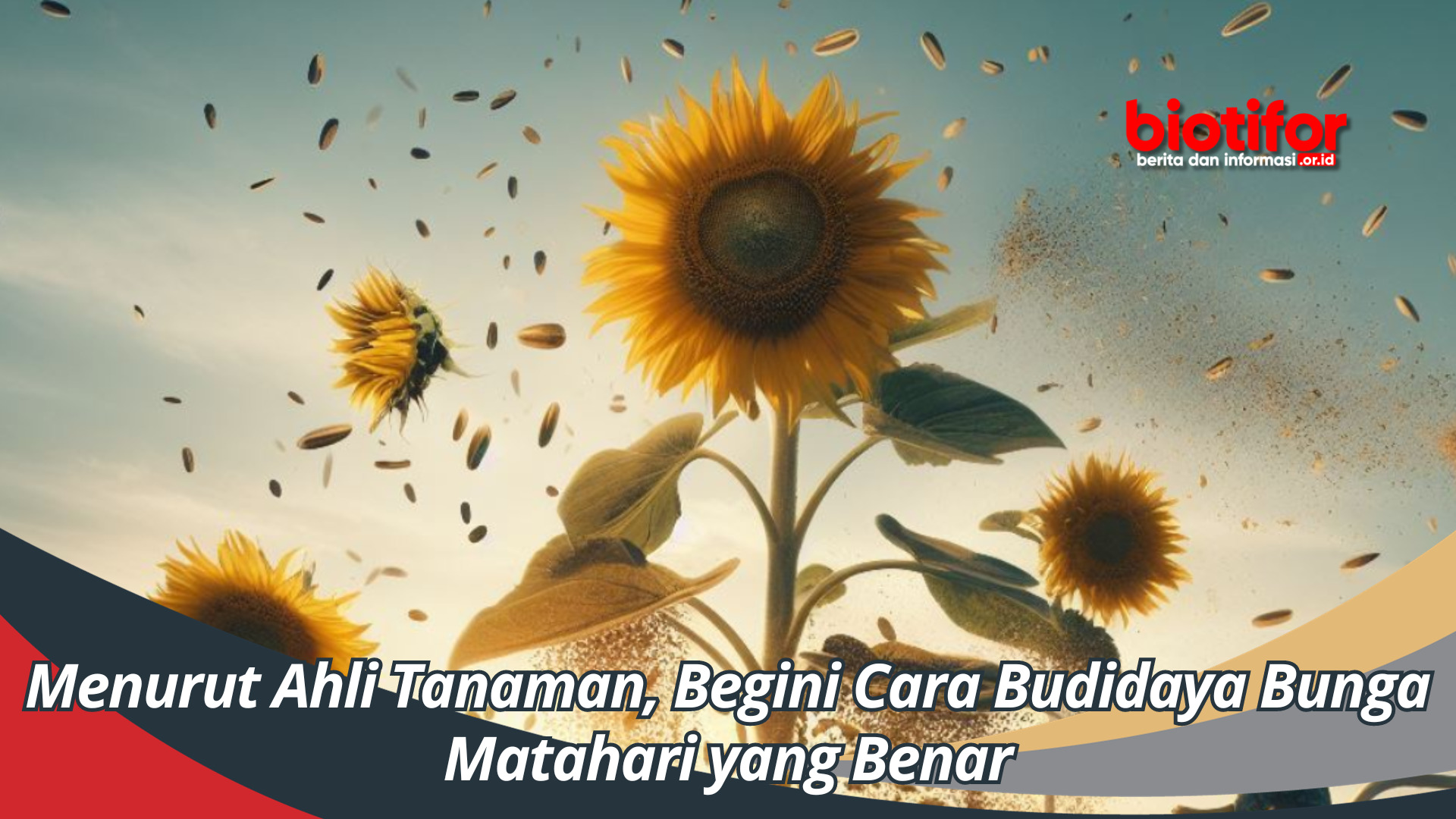 Menurut Ahli Tanaman, Begini Cara Budidaya Bunga Matahari yang Benar