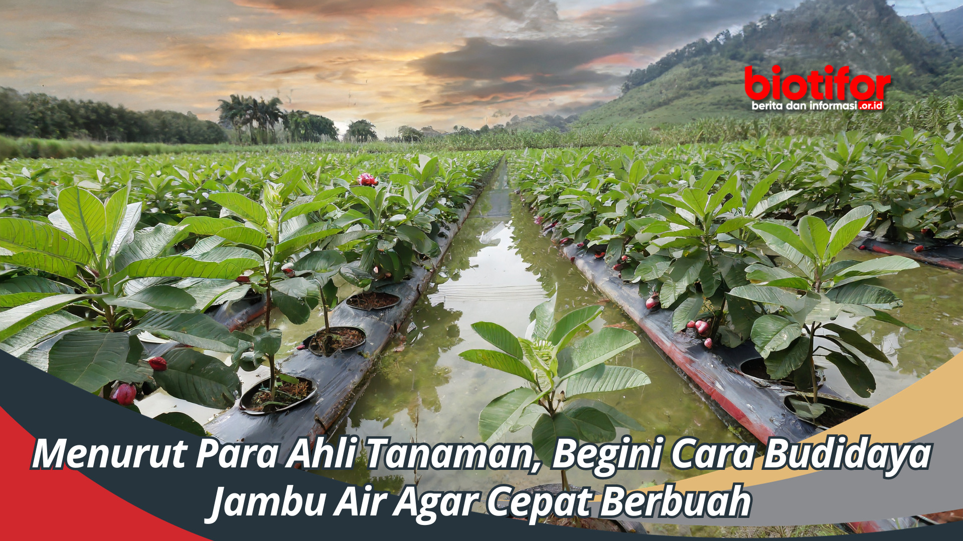 Menurut Para Ahli Tanaman, Begini Cara Budidaya Jambu Air Agar Cepat Berbuah
