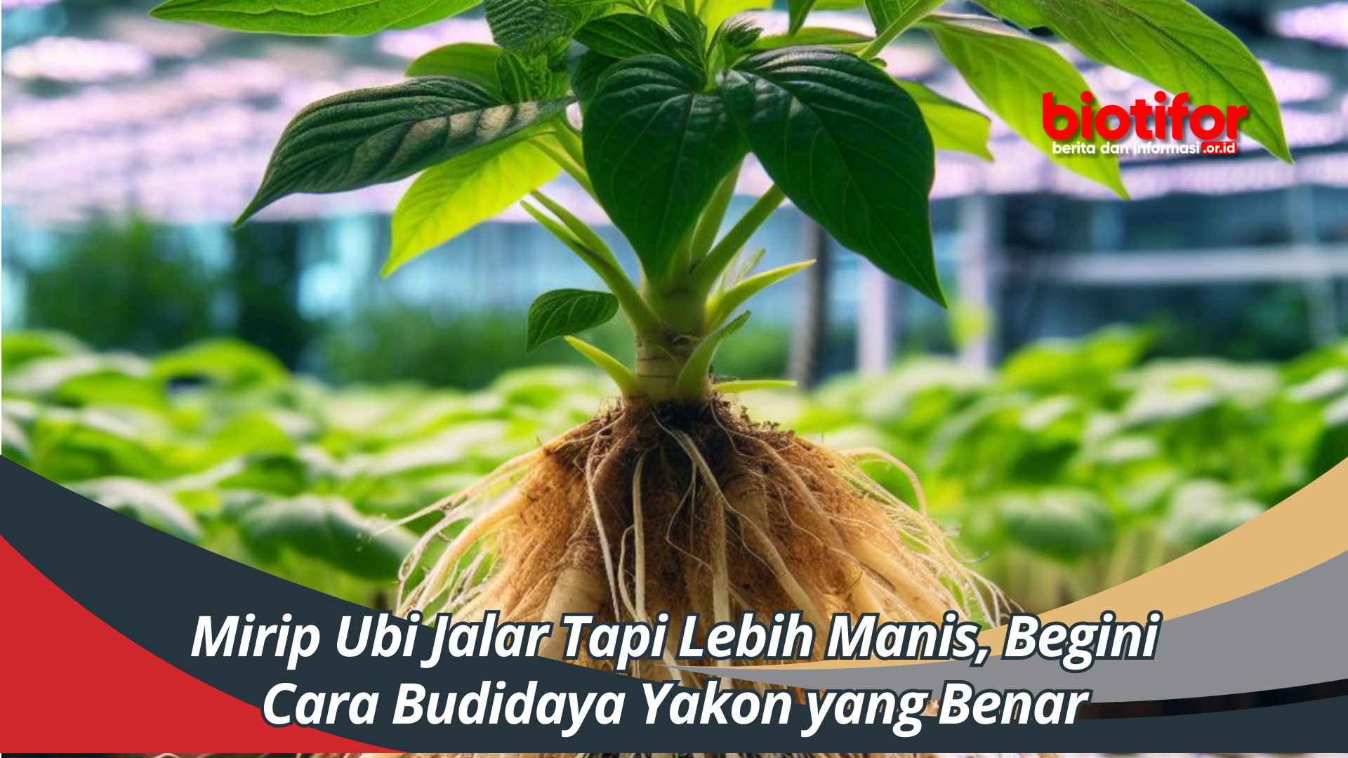 Mirip Ubi Jalar Tapi Lebih Manis, Begini Cara Budidaya Yakon yang Benar