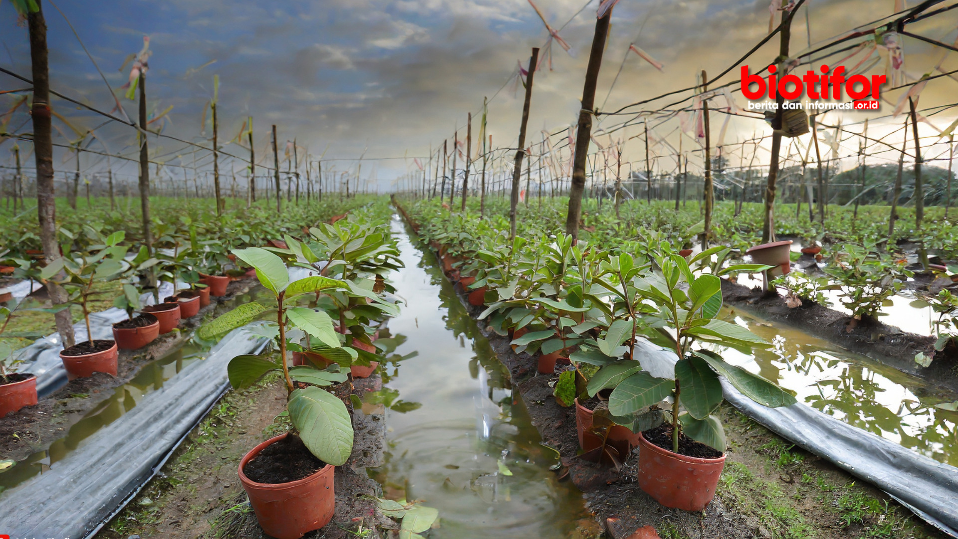 Pemilihan Lahan untuk Budidaya Jambu Air