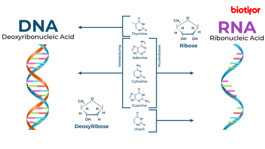 Perbedaan DNA dan RNA