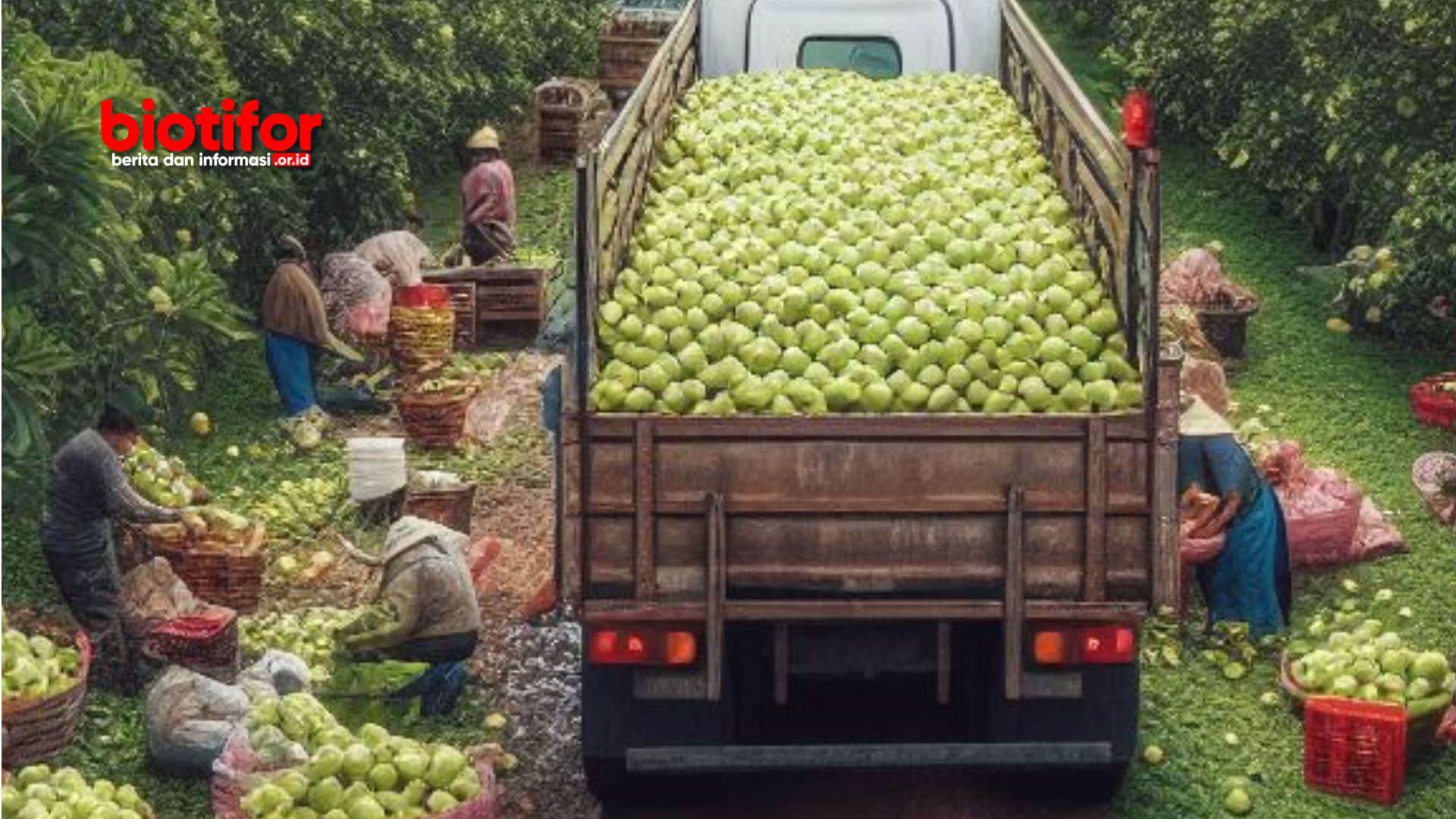 Persiapan Awal Cara Menanam Jambu Biji