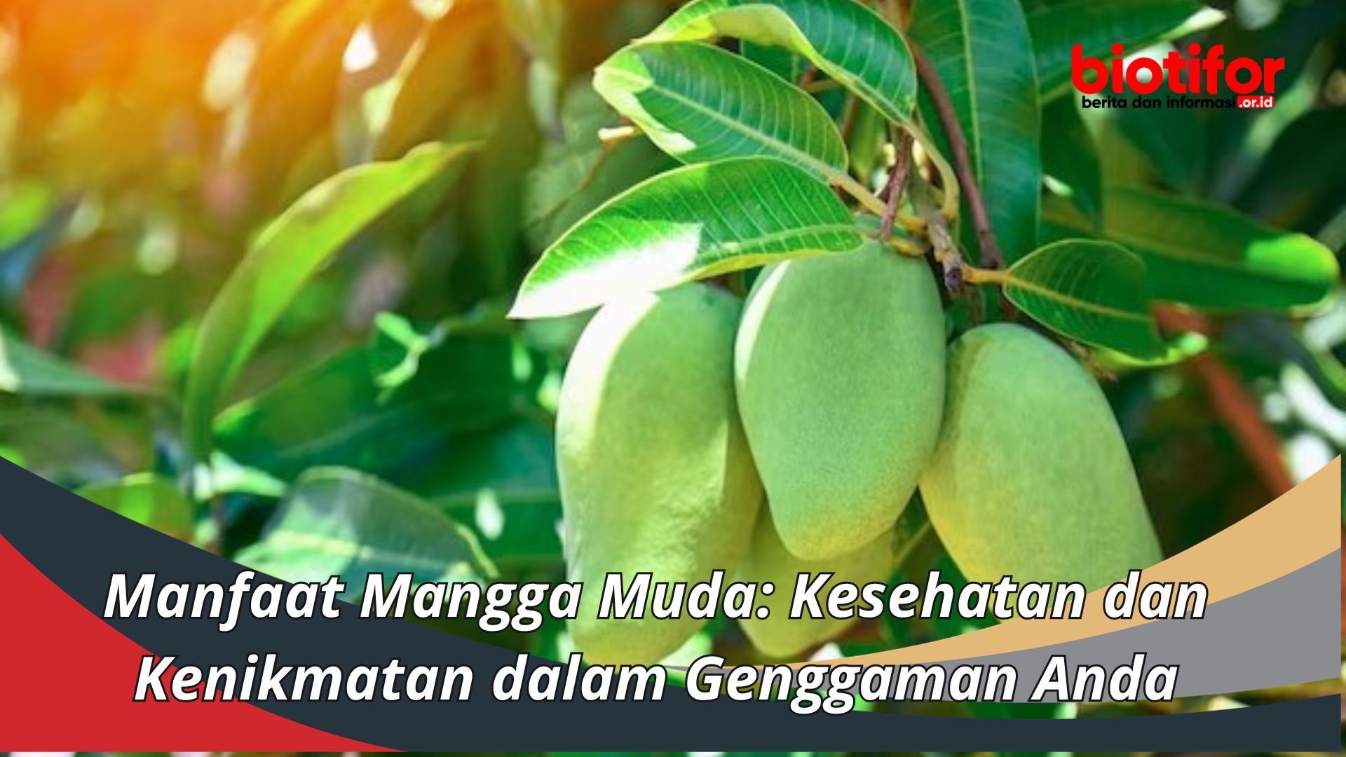 Manfaat Mangga Muda: Kesehatan dan Kenikmatan dalam Genggaman Anda