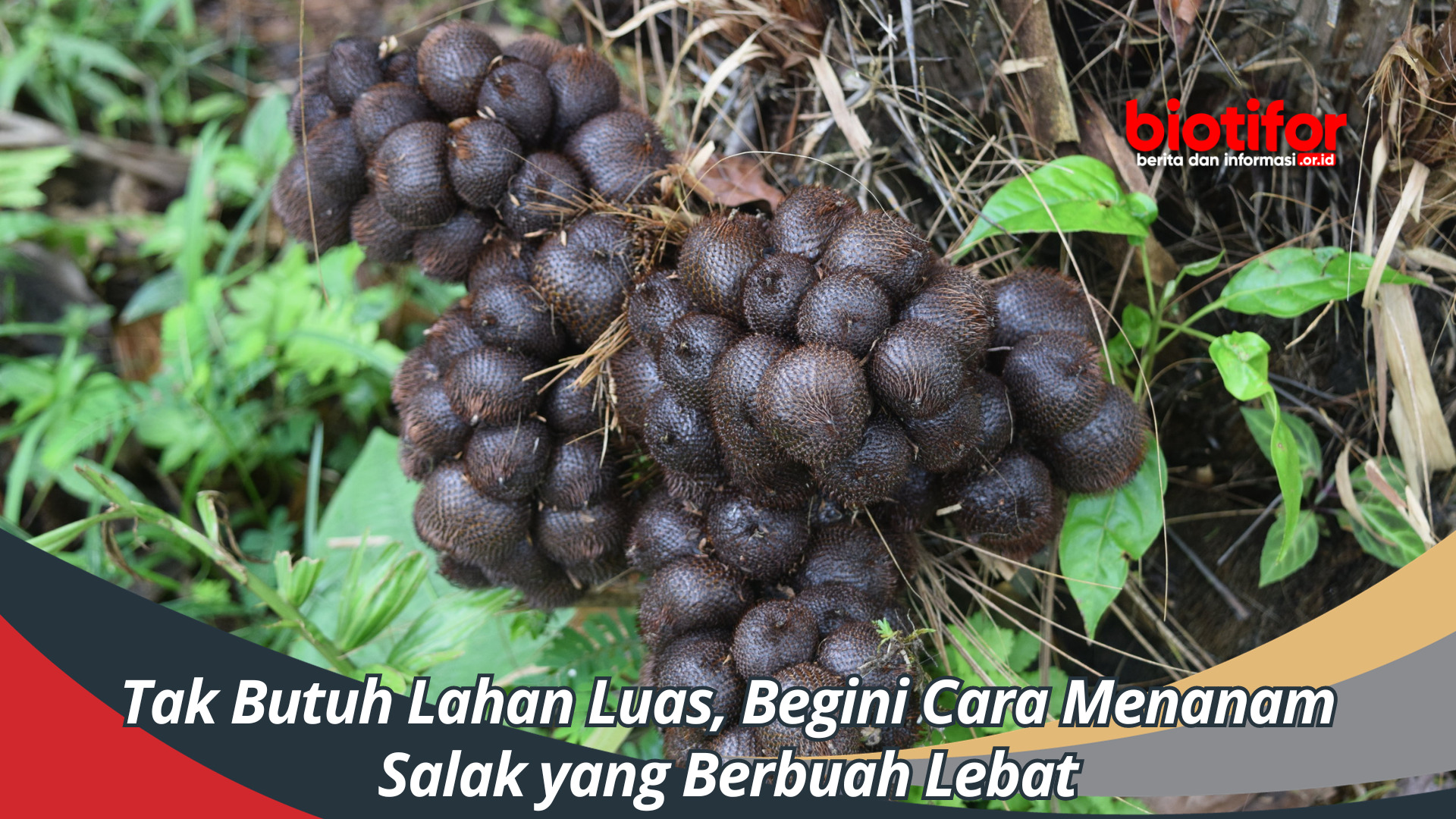 Tak Butuh Lahan Luas, Begini Cara Menanam Salak yang Berbuah Lebat