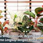 Tak Perlu Modal Banyak, Begini Cara Budidaya Aglonema Lengkap dengan Media Tanamnya