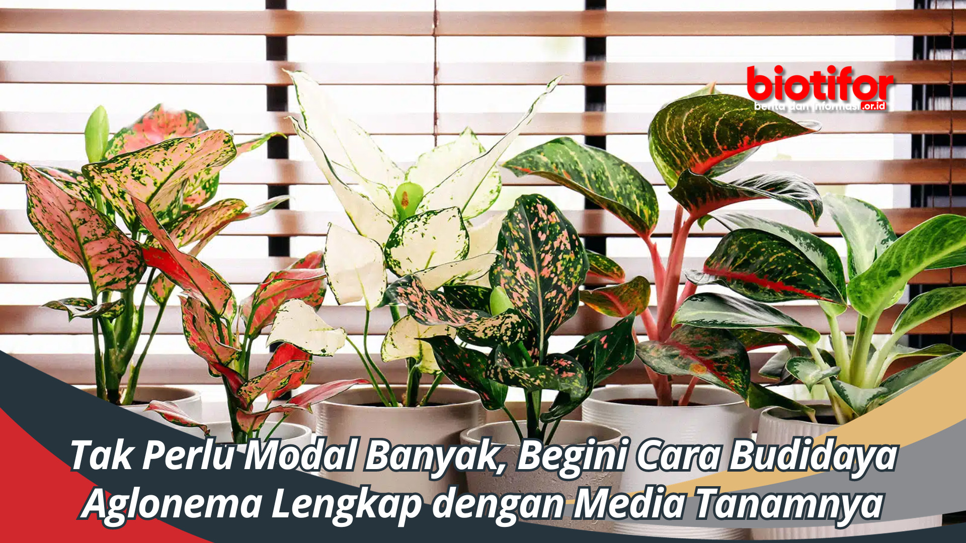 Tak Perlu Modal Banyak, Begini Cara Budidaya Aglonema Lengkap dengan Media Tanamnya