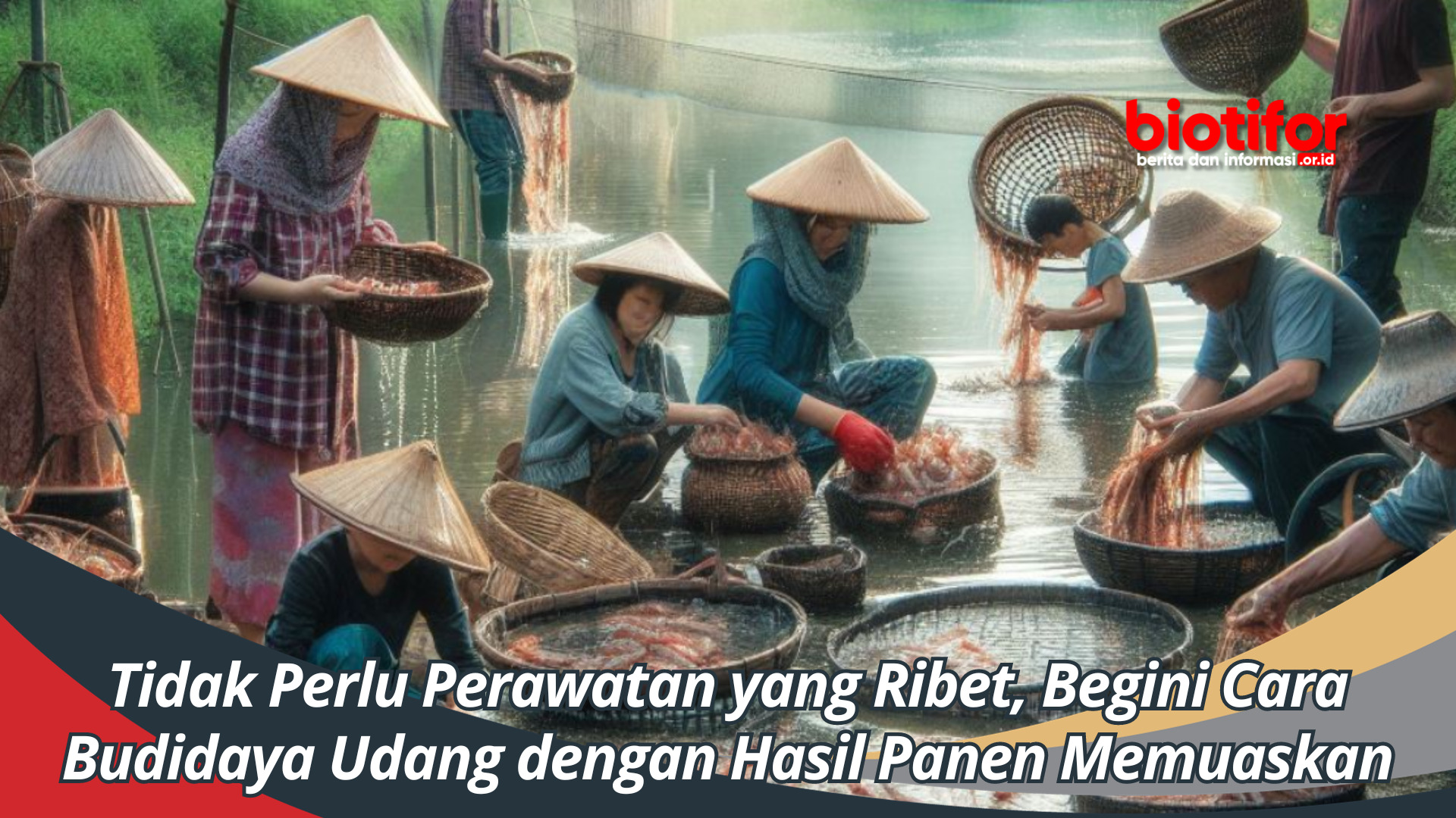Tidak Perlu Perawatan yang Ribet, Begini Cara Budidaya Udang dengan Hasil Panen Memuaskan