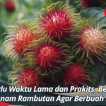 Tidak Perlu Waktu Lama dan Prakits, Begini Cara Menanam Rambutan Agar Berbuah Lebat