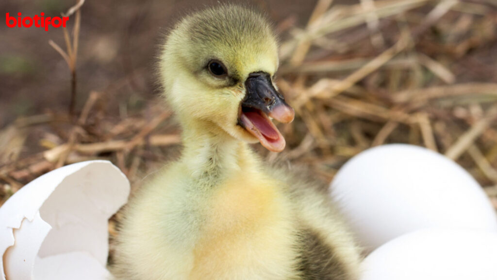 cara menetaskan telur bebek