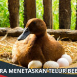 cara menetaskan telur bebek