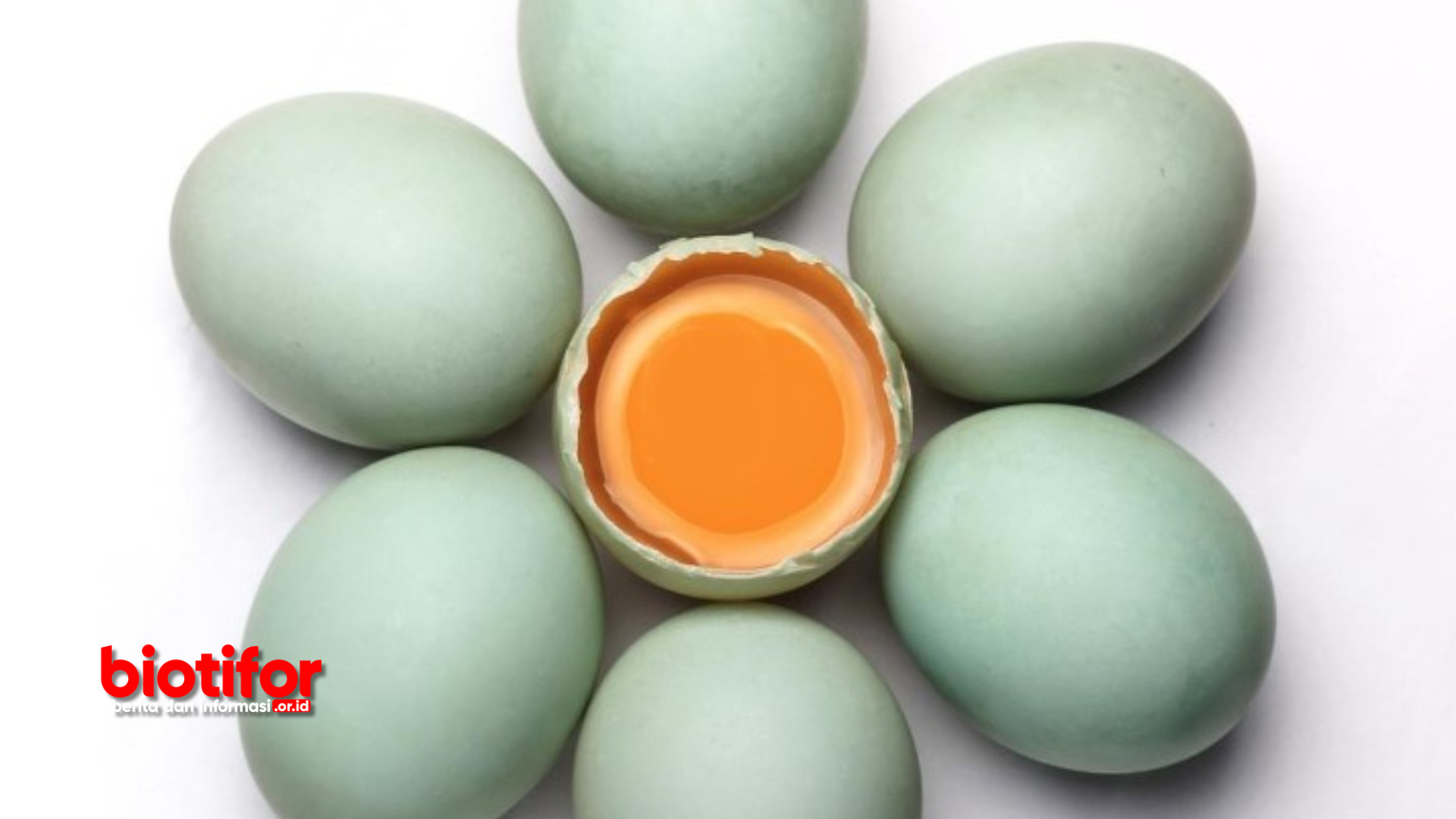 Manfaat Telur Bebek Mentah