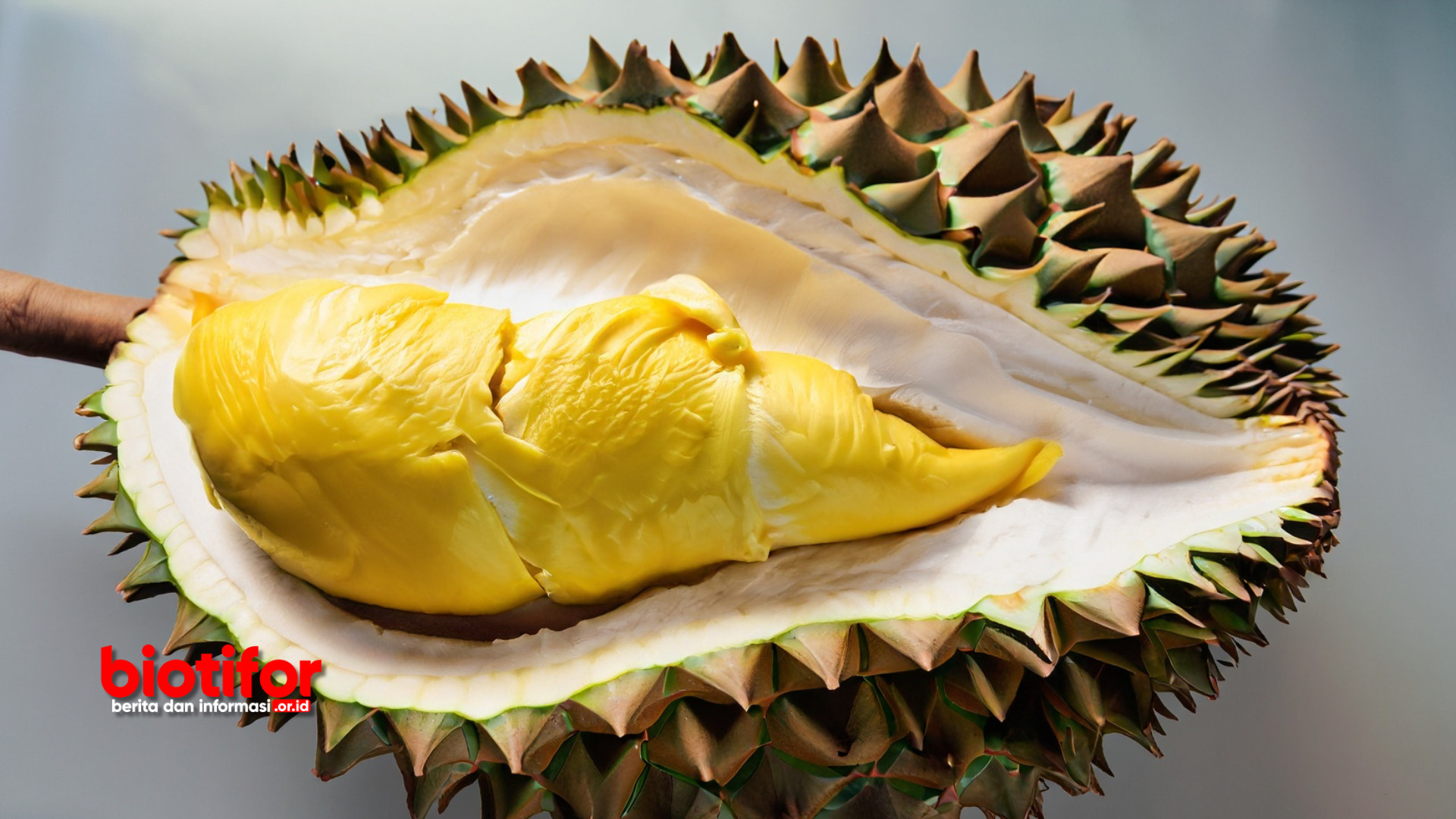 Efek Kebanyakan Makan Durian