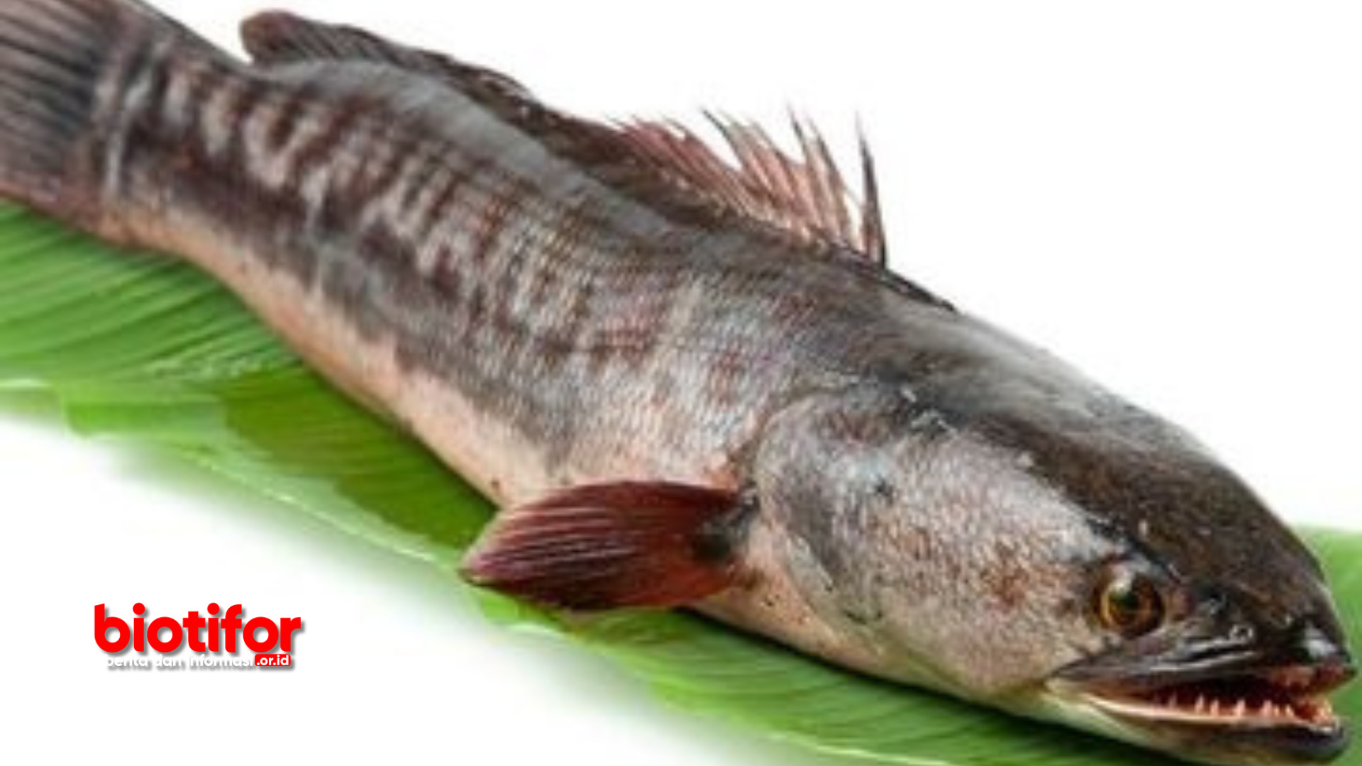 Manfaat Minyak Ikan Gabus
