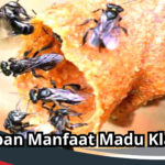 madu klanceng