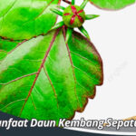 Manfaat Daun Kembang Sepatu