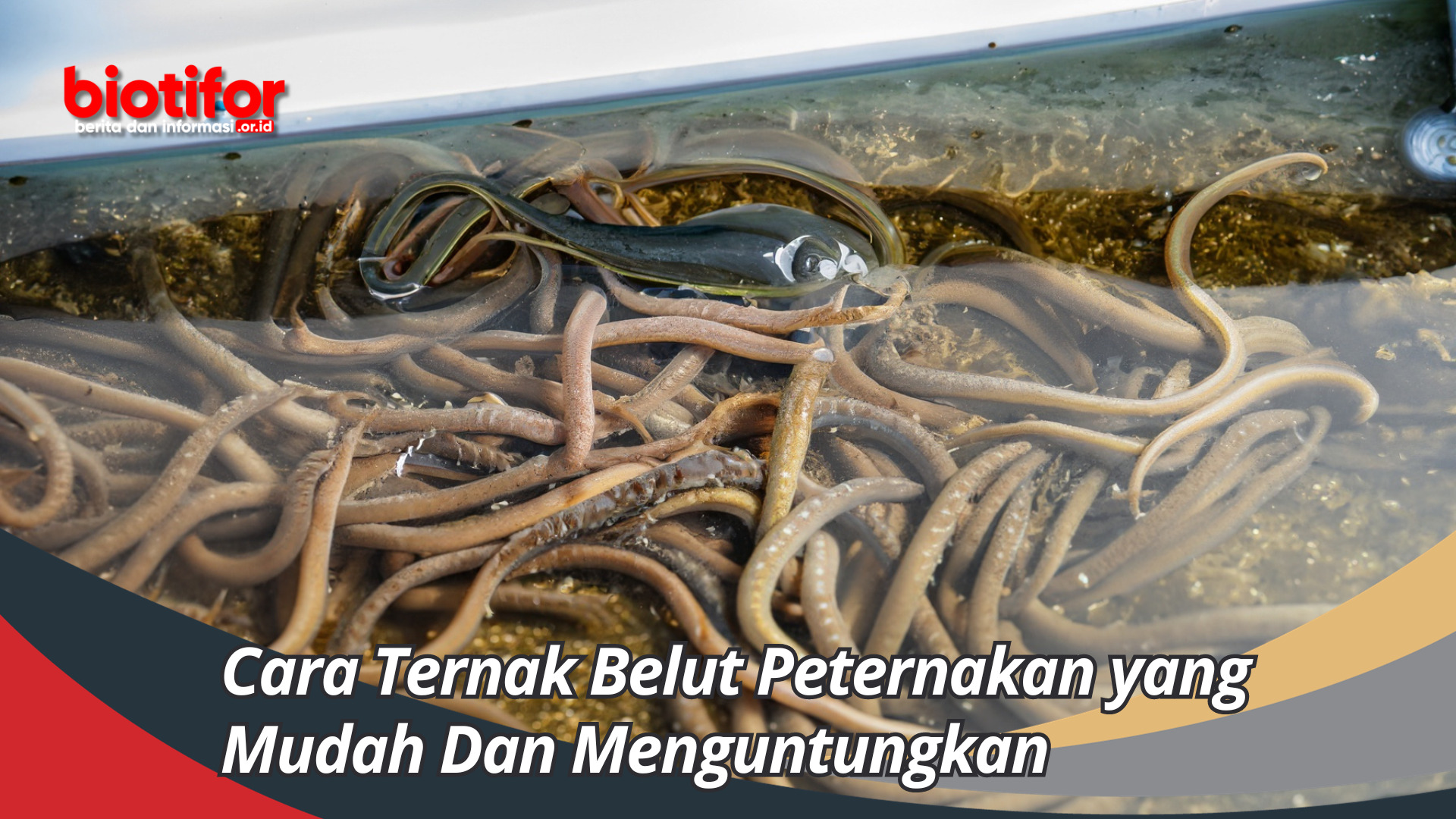 cara ternak belut