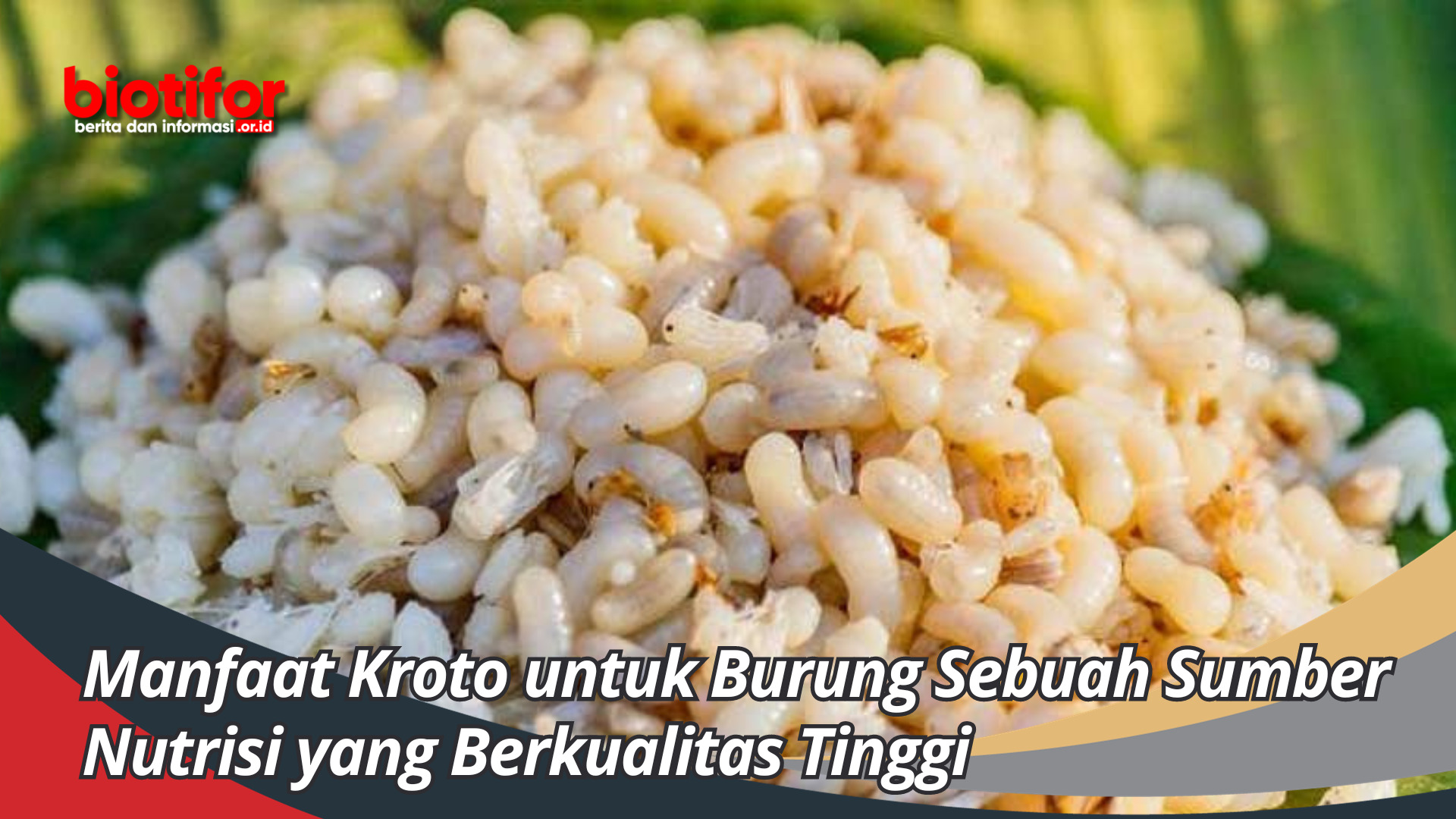 Manfaat Kroto untuk Burung Sebuah Sumber Nutrisi yang Berkualitas Tinggi