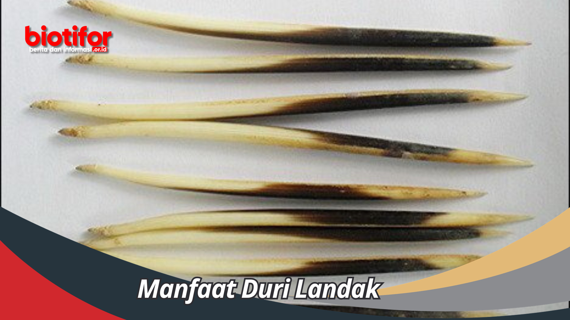 Manfaat Duri Landak Dapat Di Gunakan UntuK Kerajinan Yang Unik