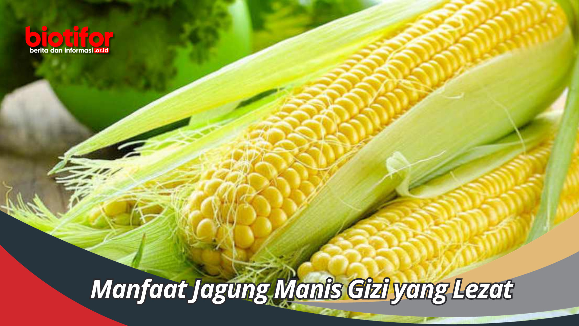 Manfaat Jagung Manis Gizi yang Lezat dan Berkhasiat Penting Untuk Tubuh